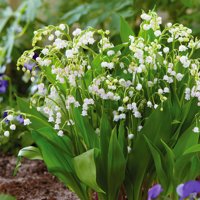 Van Zyverden Lily of the Valley White Dormant Plant Root Full Shade