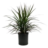 Costa Farms Live Indoor 2ft. Tall Green Marginata, Indirect Sunlight, Plant in 10in. Grower Pot