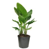 Costa Farms Live Indoor 24in. Tall White Bird of Paradise, Partial Sun, Plant in 10in. Grower Pot