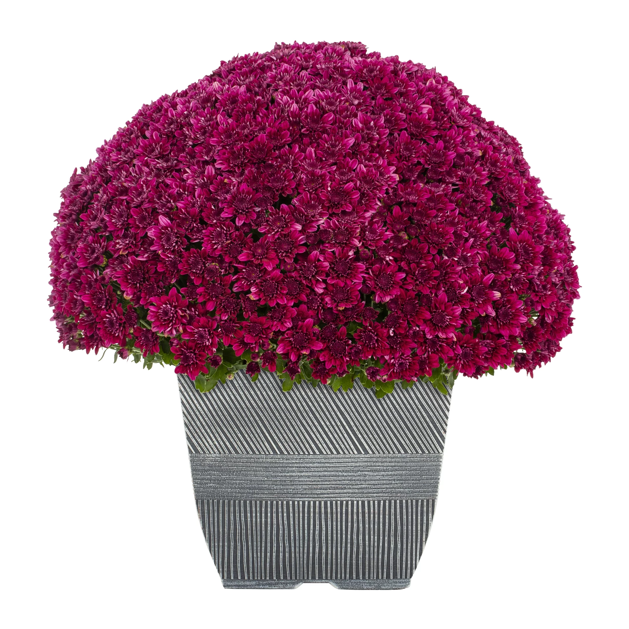 Better Homes & Gardens 1G Purple Mum (1-Pack) Full Sun Live Plant with Square Decorative Planter